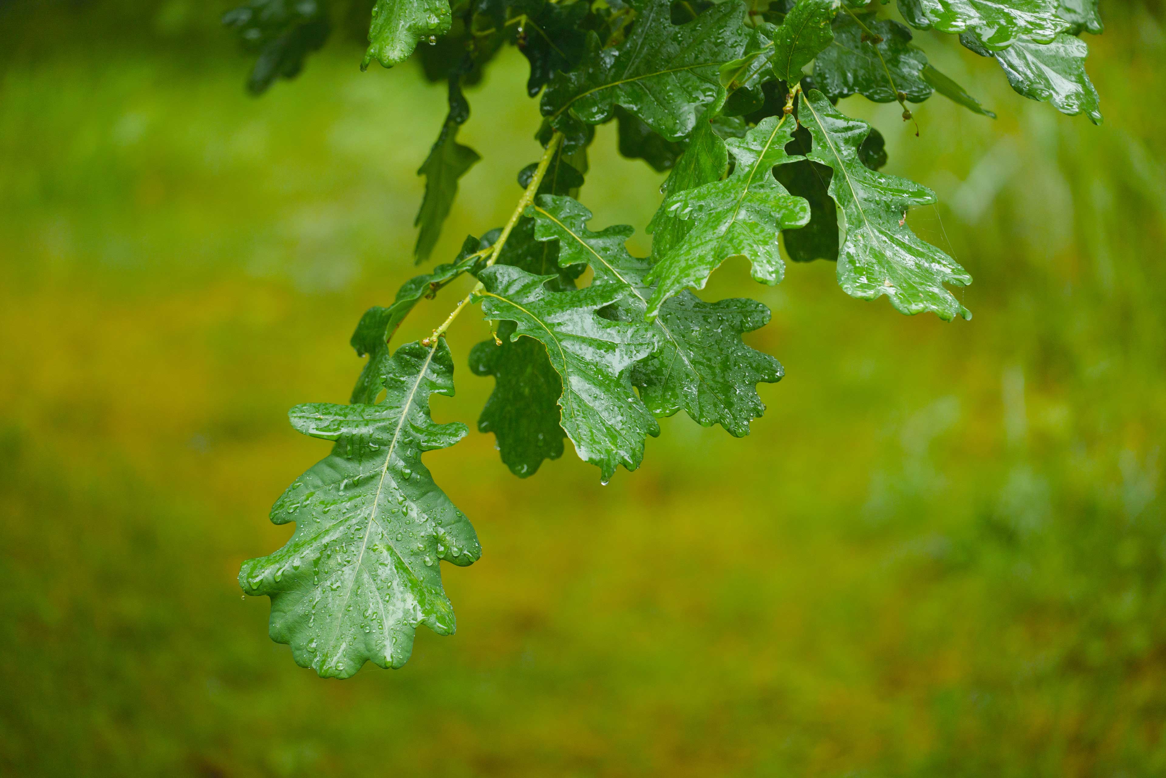 20-200mm_HerveRannu_SamplePhoto_06.jpg
