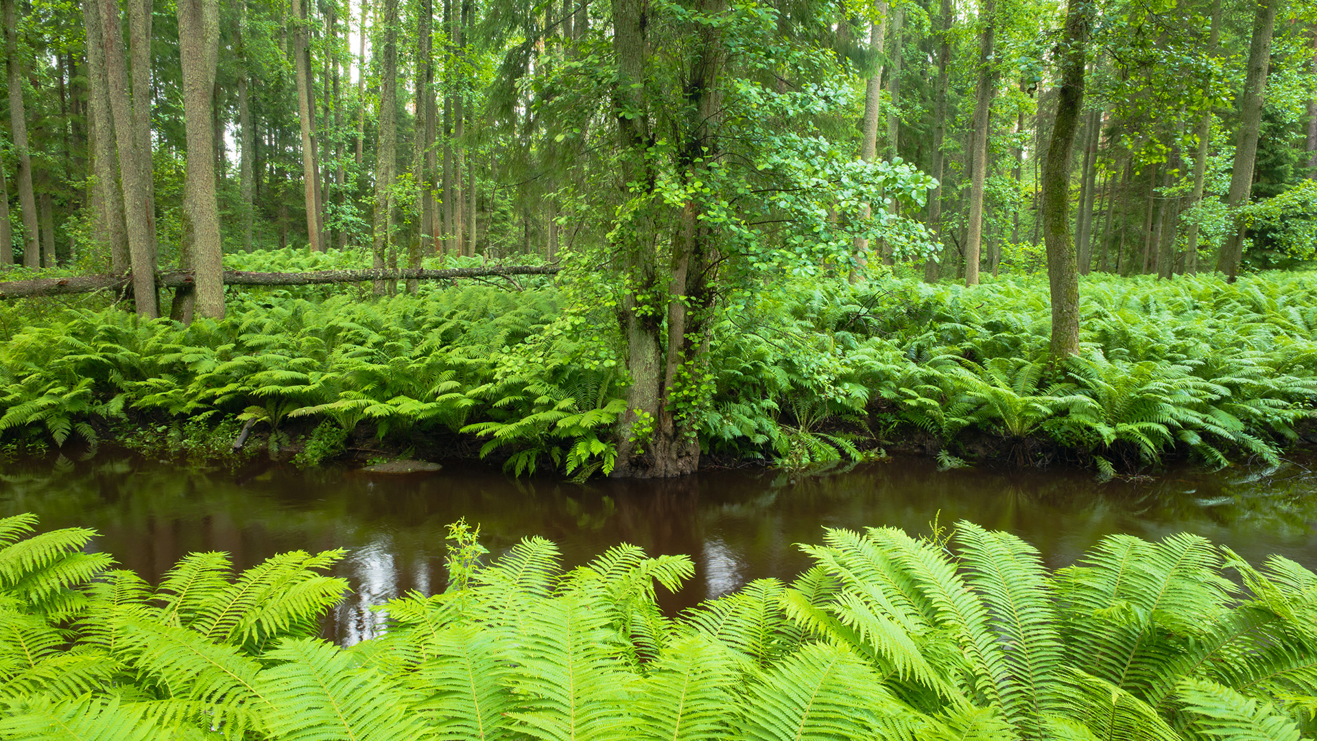Wandering in the Green Wonderland: Sigma 20-200mm F3.5-6.3 DG Contemporary Lens