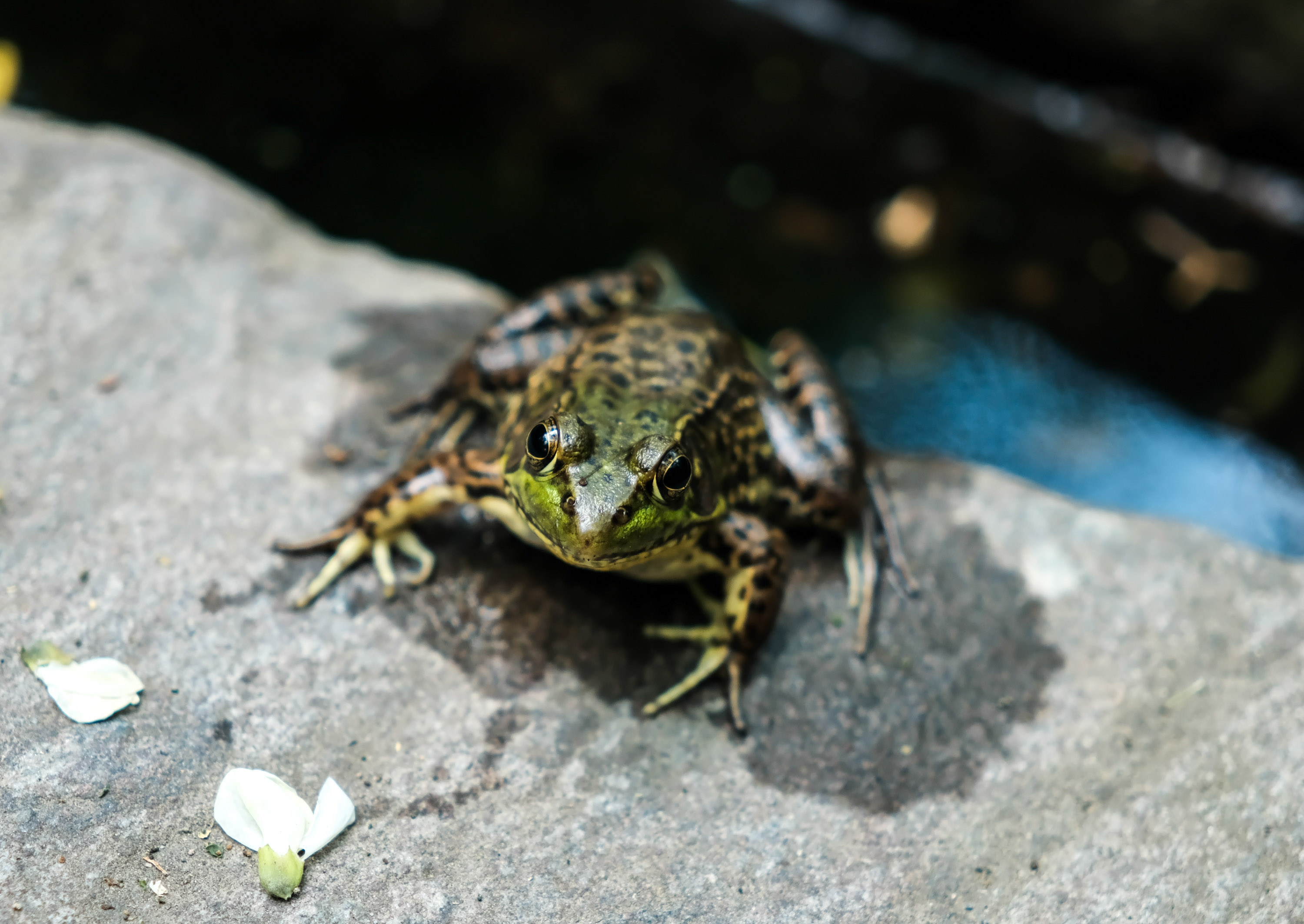 Dioguardi_-_18-50mm_F2.8_DC_DN_-_14.jpg