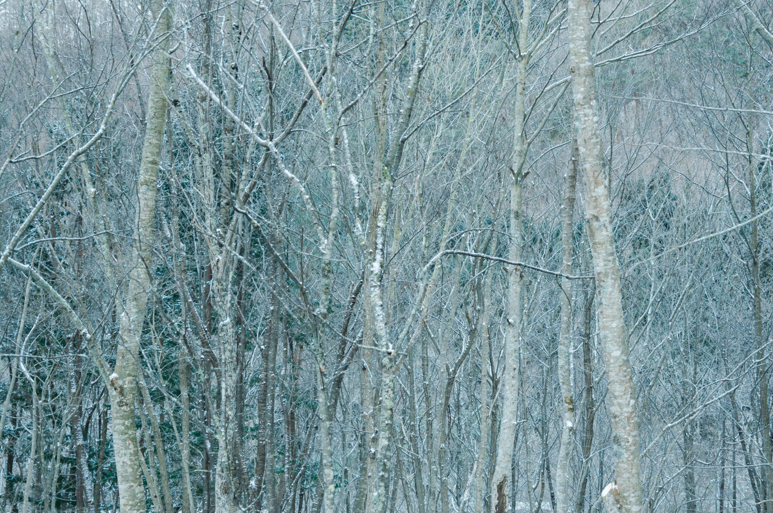 The Warmth of Tono’s Winter Forests: Sigma 16-300mm DC OS | Contemporary